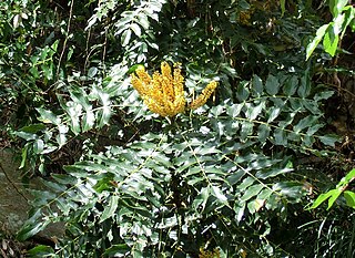 <i>Mahonia napaulensis</i> Species of shrub