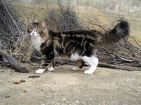 Mainecoonbrowntabby.jpg