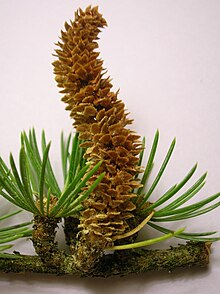 gymnosperm cone male vs female