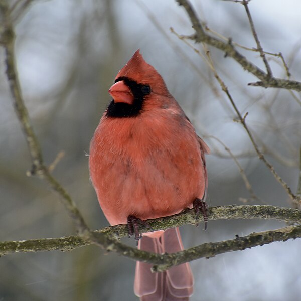 File:Male northern cardinal in Prospect Park.jpg