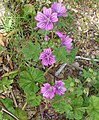 Standard upright form; flowers large