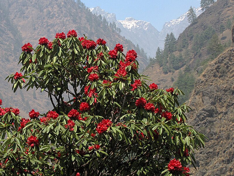 File:Manaslu-Circuit Rhododendron.jpg