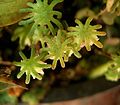 Marchantia polymorpha