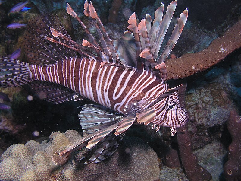 File:Marine Chordate (50696039246).jpg