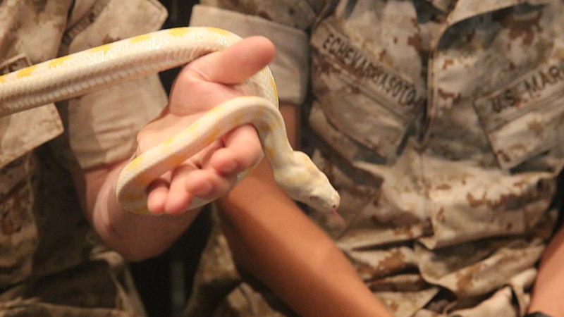 File:Marines get a handle on Australian wildlife 140403-M-GO800-030.jpg