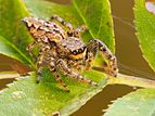 20 - Marpissa muscosa (Jumping spider) created and uploaded by Lviatour, nominated by D-Kuru