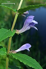 Miniatura para Scutellaria galericulata