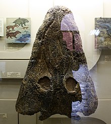 Complete skull (PIN 2867/67) assigned to Mastodonsaurus, found in 1972 in the Southern Urals, on display at the Orlov Paleontological Museum in Moscow Mastodonsaurus skull.jpg