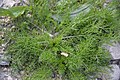 Matricaria chamomilla plant (13).jpg