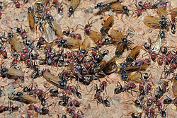 Meat ant nest swarming Meat eater ant nest swarming.jpg