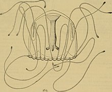 Медузы мира (1910) (14781673322) .jpg