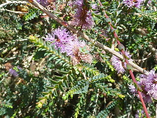 <i>Melaleuca gibbosa</i> Species of plant