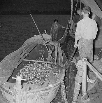דוגית בחוף גינוסר, בכנרת, בין שנת 1948 לשנת 1965.