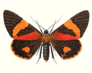 <i>Milionia brevipennis</i> Species of moth