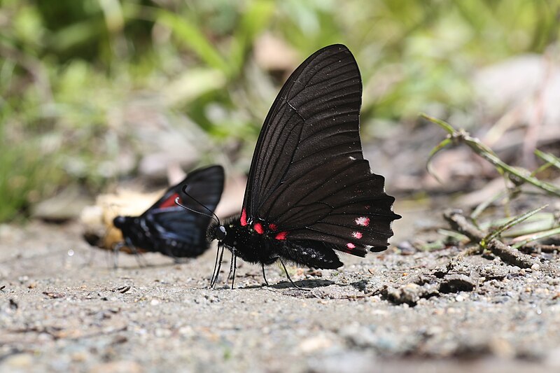 File:Mimoides xeniades xeniades (Papilionidae- Papilioninae- Leptocircini) — male (29637897462).jpg