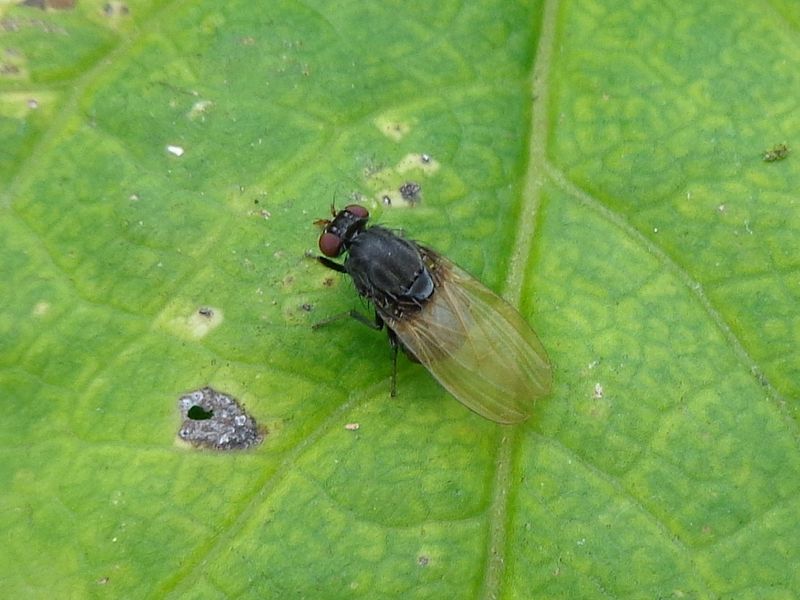 File:Minettia longipennis 01.JPG