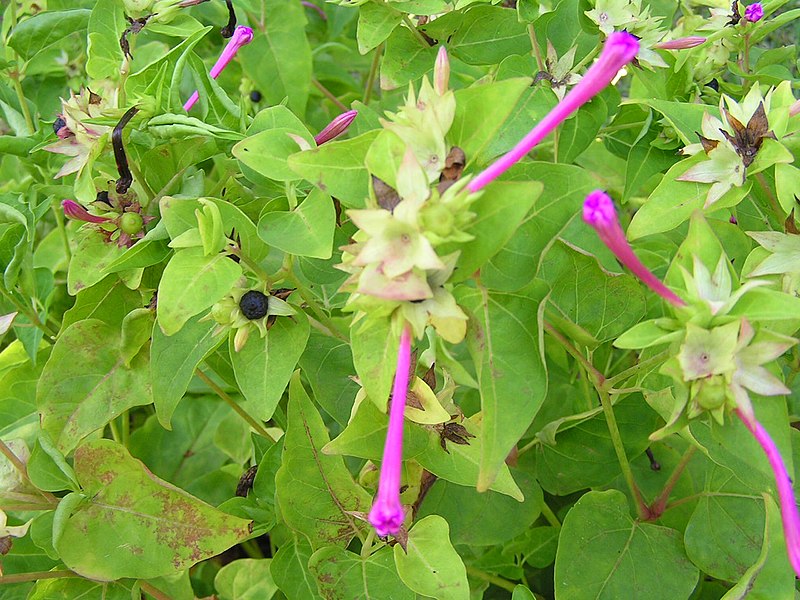 File:Mirabilis jalapa9.jpg