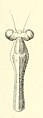 Mlangesorthoptro02saus 0179 fig 21 Hierodula fuscescens Head and pronotum of the male.jpg