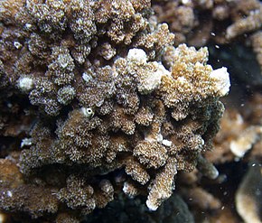 Kuvaus Montipora ehrenbergii.jpg -kuvasta.