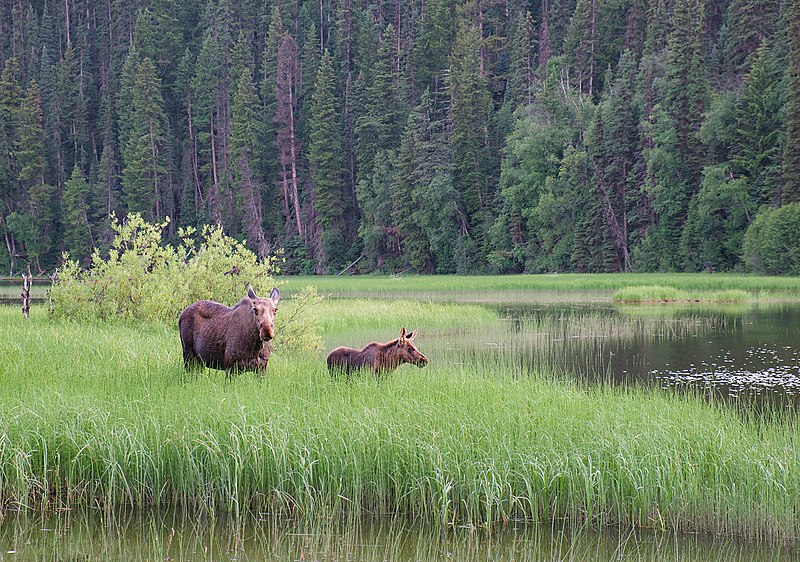 File:Moose in Bowron Lake Provincial Park, BC (DSCF3983).jpg
