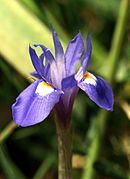 Moraea sisyrinchium