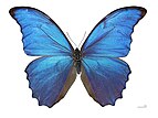 Morpho didius