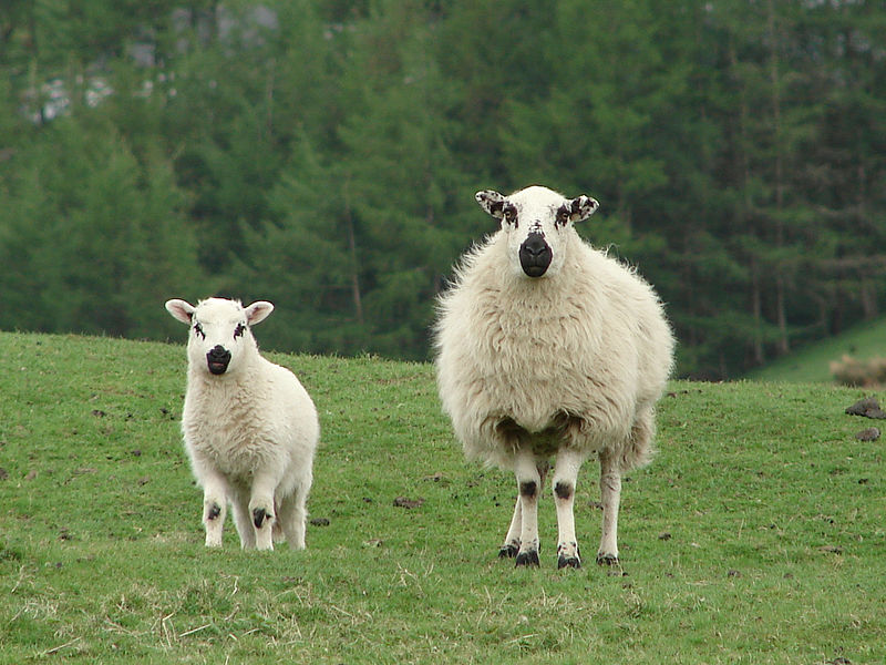 File:Mother with Lamb (3489535236).jpg