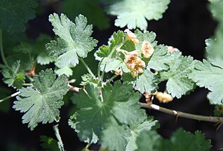 Mountain gooseberry, flowers & leaves