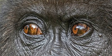 Mountain gorilla (Gorilla beringei beringei) eyes.jpg