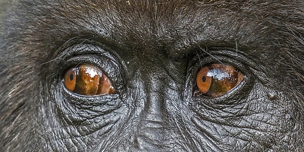 Mountain gorilla (Gorilla beringei beringei) eyes