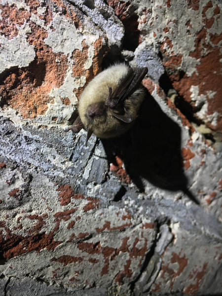 File:Murin à moustaches (Myotis mystacinus).png