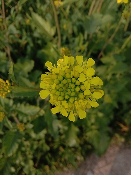 File:Mustard Flower .jpg