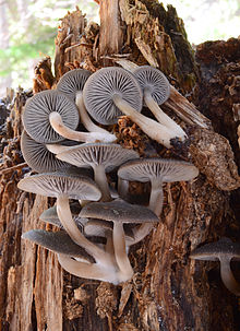 Mycena overholtsii 333331.jpg