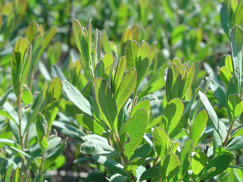 File:Myrica gale.jpg