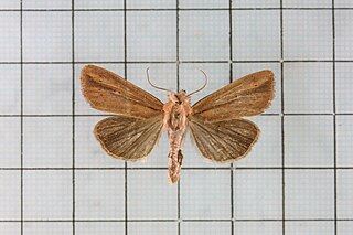 <i>Mythimna pallidicosta</i> Species of moth