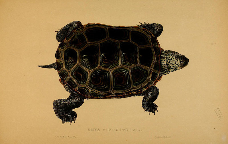 File:N158 Sowerby & Lear 1872 (malaclemys terrapin).jpg