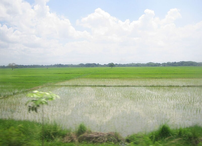 File:NE rice paddy.jpg