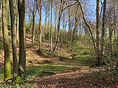 Bachtal des Schümicher Siefens