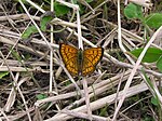 NZ Common copper butterfly, male 01.JPG