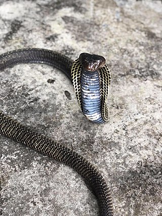 <span class="mw-page-title-main">Mandalay spitting cobra</span> Species of snake