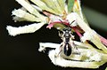Native Bee from Beaufort (Kojonup) - Flickr - jeans Photos.jpg