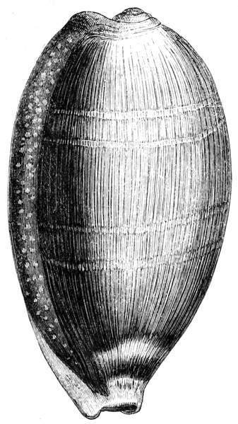 File:Natural History - Mollusca - Cowry half-grown.png