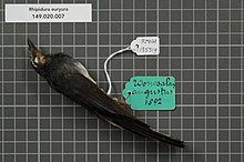 Naturalis биоалуантүрлілік орталығы - RMNH.AVES.135519 1 - Rhipidura euryura Muller, 1843 - Monarchidae - құстың терісі numimen.jpeg