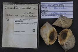 Cominella maculosa