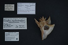 Naturalis Biyoçeşitlilik Merkezi - ZMA.MOLL.28845 - Austrotrophon catalinensis (Oldroyd, 1927) - Muricidae - Mollusc shell.jpeg