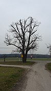 Naturdenkmal südlich von Orsingen in der Nähe des abgegangenen Ortes Oberhofen neben einem Wegkreuz.jpg