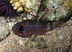 Un poisson-cardinal fantôme (Nectamia savayensis)