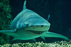 vue frontale d'un requin gris volumineux avec de petits yeux, un large museau et de longues nageoires incurvées