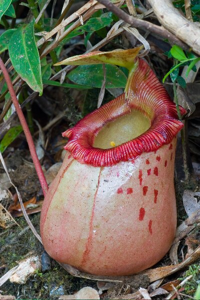 File:Nepenthes sibuyanensis ASR 062007 guiting2 sibuyan.jpg