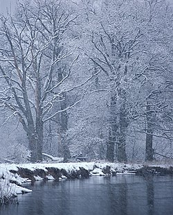 el territorio de la reserva "bosque de Bryansk"